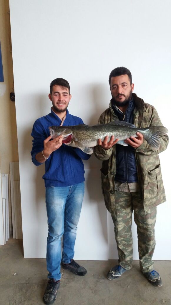 Yamula barajının en büyük levreğini yakaladılar