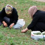 İç Anadolu Bölgesinde doğada yetişen madımak otu, Kırşehirli kadınların geçim kaynağı oldu. Köylerde çoğunlukla sulak alanlarda yetişen madımak, kadınlar tarafından toplanarak pazarda satılıyor. Nisanda kilosu 20-25 liraya satılan madımak, şimdilerde kilosu 10 liradan alıcı buluyor. Kent merkezinde yaşayan ve madımağın kıymetini bilenler de araçlarla köylere giderek kış ayları için madımak topluyor. ( Abdullah Yıldiz - Anadolu Ajansı )