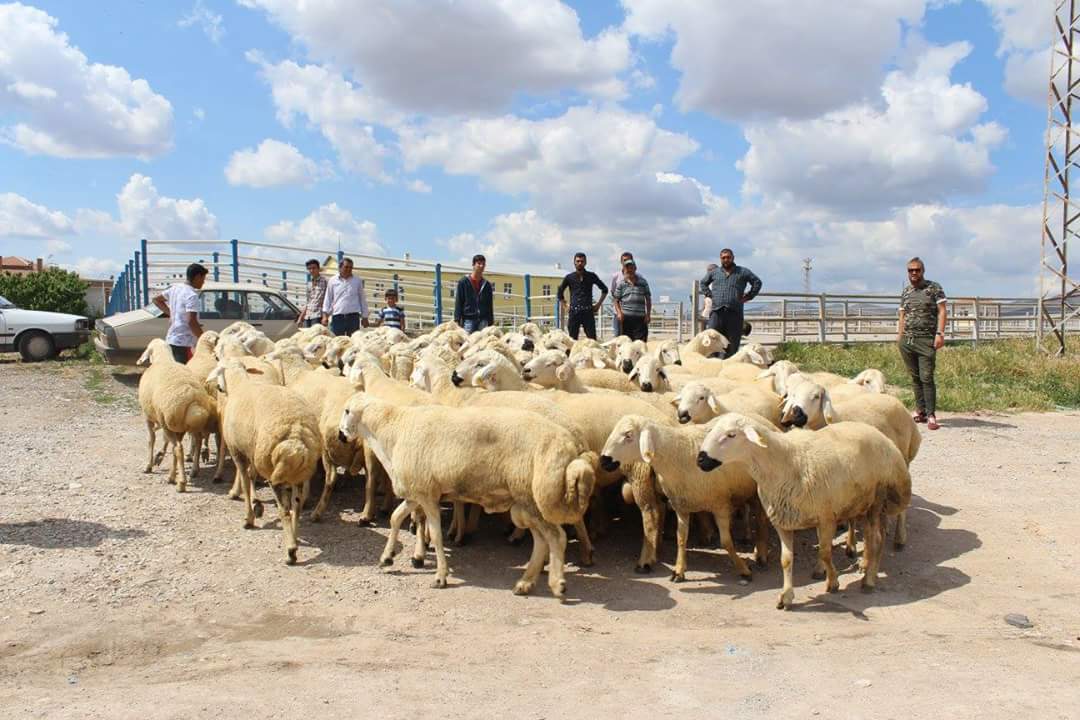                               Bayrama “Koç”Larıyla Giriyorlar