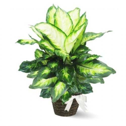 Şanal’dan Gazetemize Hediye