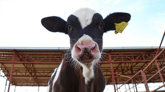 Kırşehir İli Damızlık Sığır Yetiştiricileri Birliği Sahada;  Ücretsiz Küpeleme Hizmeti Yapıyor