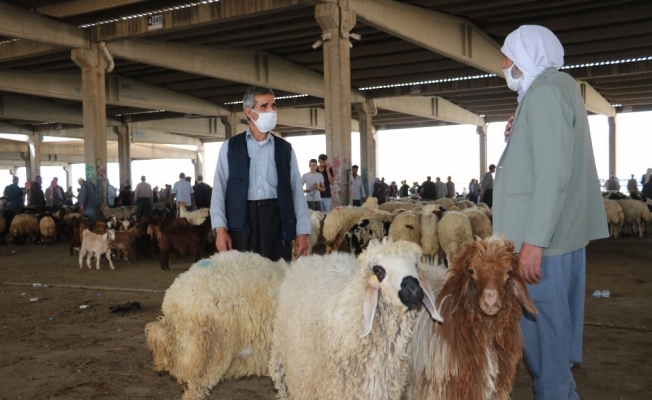 Kırşehir’de 134 koyun üreticisine destek sağlandı