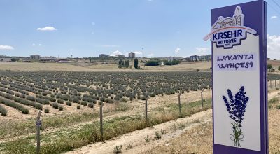 Kırşehir’de ekilen lavantalarda ikinci hasat temmuzda