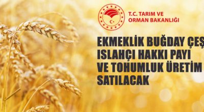 Antalya Batı Akdeniz Tarımsal Araştırma Enstitüsü Müdürlüğünden Buğday Satış İhalesi