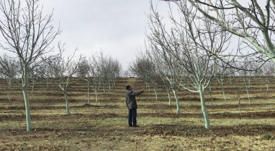 Ceviz Ağaçları “Bordo Bulamacı” İle Hastalıklara Karşı Korunuyor
