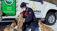 Kırşehir’de jandarma ekipleri sokak hayvanları için doğaya yiyecek bıraktı