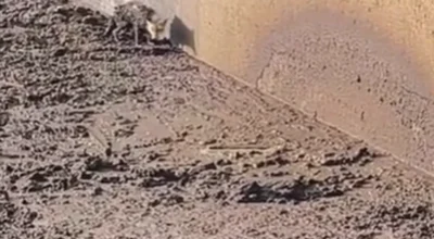 Kırşehir’de gübre çukuruna düşen tilki kurtarıldı!