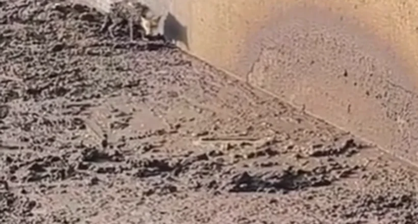 Kırşehir’de gübre çukuruna düşen tilki kurtarıldı!